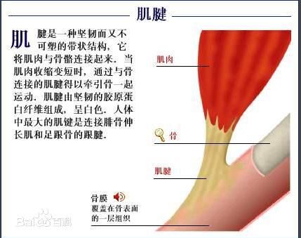 第731讲:手腕太细该怎么练粗?