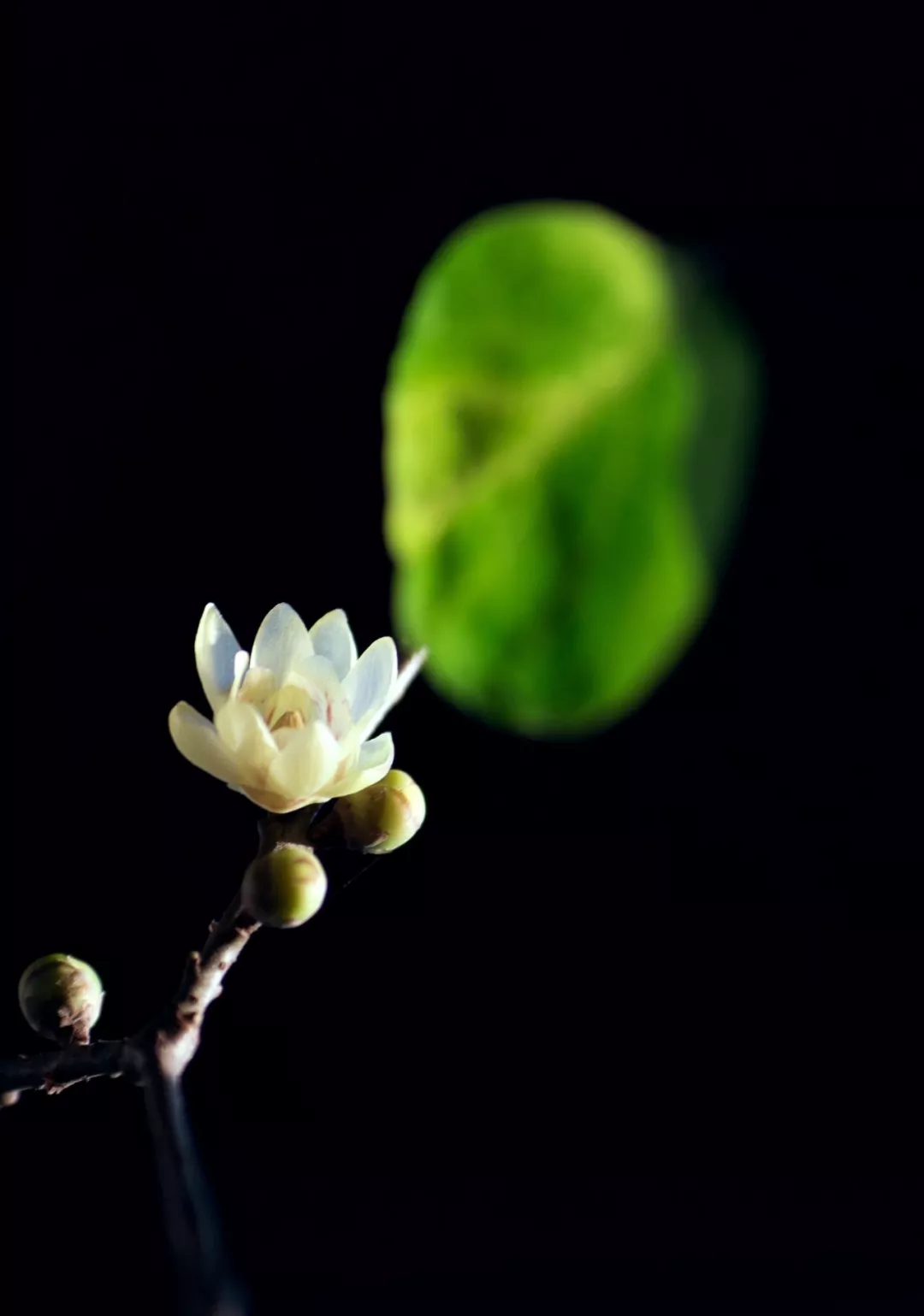 大小对比:比如一朵花,一片叶,适当的留白,这样的画面显得简单而有意境