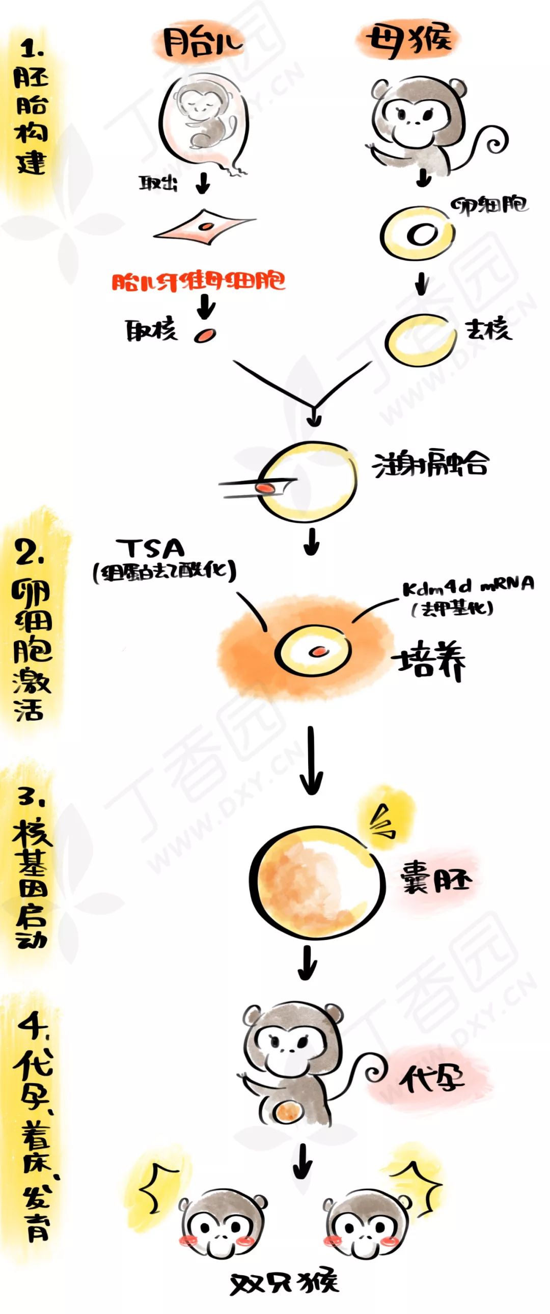 "克隆猴"诞生!