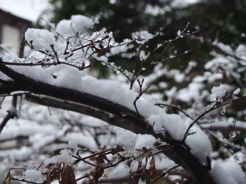 雪的"济"忆 | 南方的艳阳里,大雪纷飞