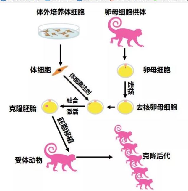 "中中"和"华华"是通过 体细胞核移植技术构建获得.