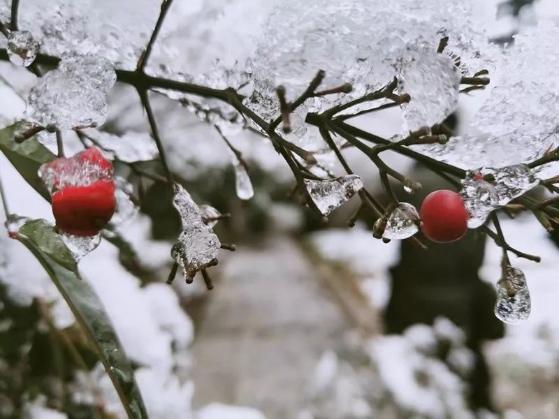 雪的"济"忆 | 南方的艳阳里,大雪纷飞