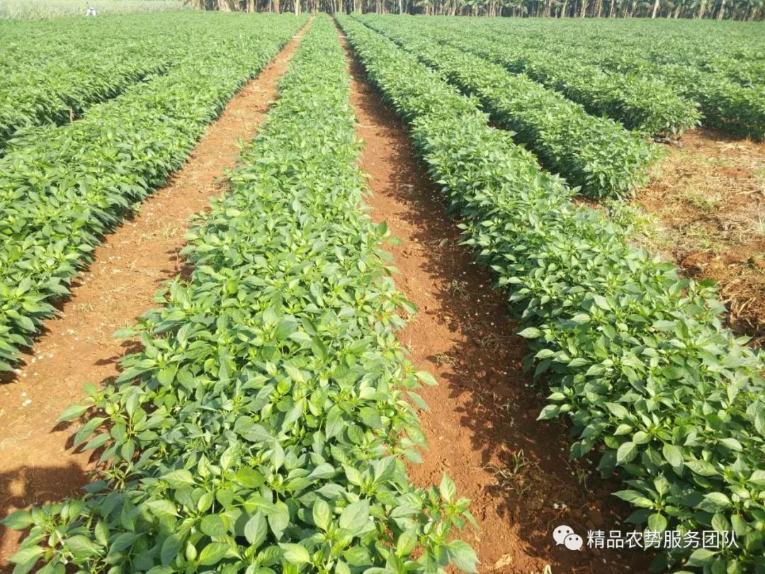 种植技术辣椒种植管理与施肥技术