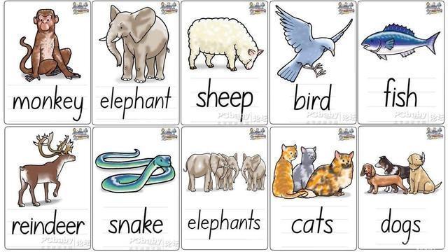 动物单词卡片1
