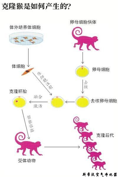 世界首只克隆猴的背后