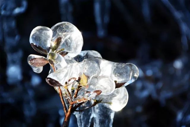 爱雪的广东人请注意,金子山的雾淞冰挂正在自动化生成