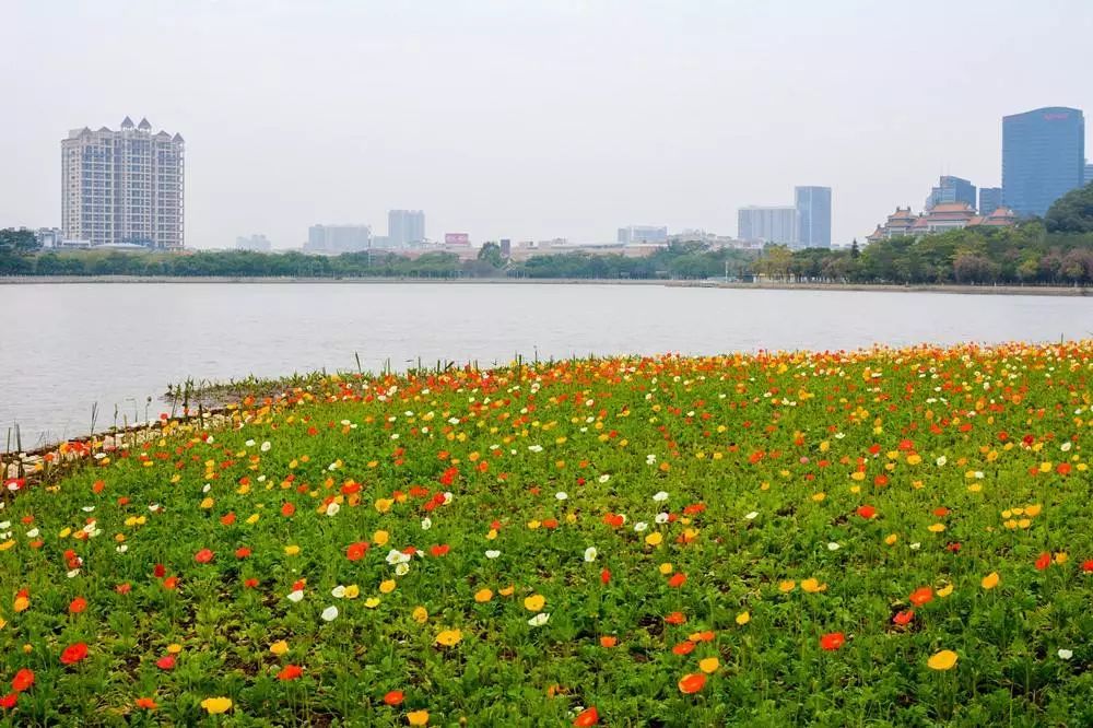 探营美翻了顺峰山公园2018年的第一片花海强势来袭