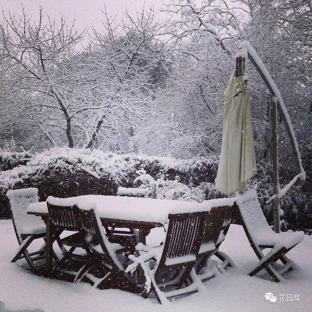 花瓣之上的雪,或者是未落地之雪,古人用雪烹茶很有讲究,雪与茶结合