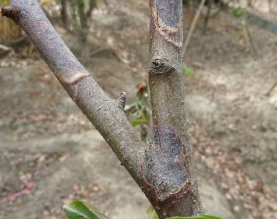 苹果干腐病苹果轮纹病发病症状及防治措施