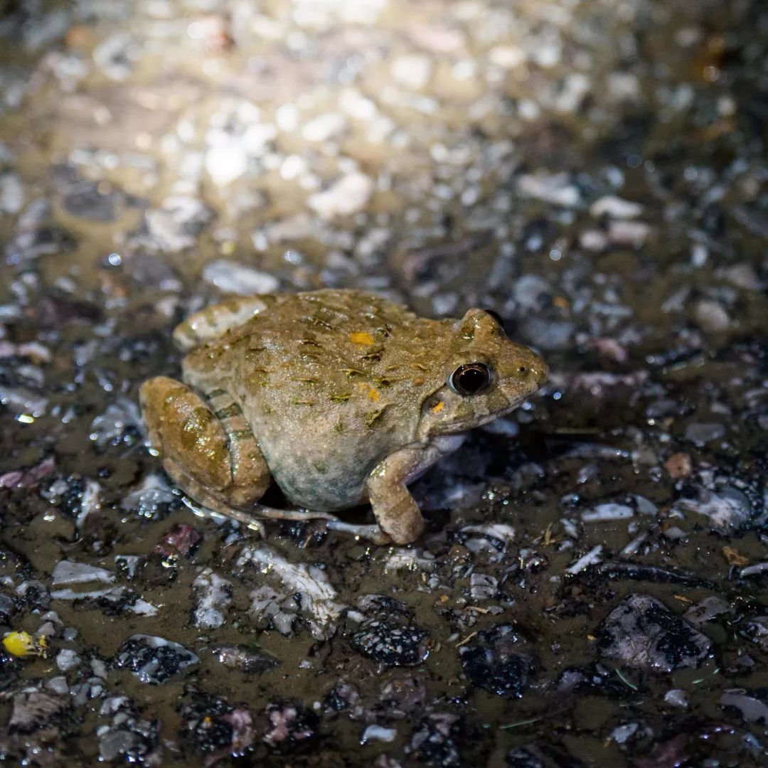 无指盘臭蛙-中国两栖动物及分布-图片