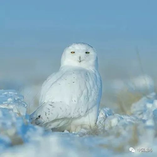 【鸟类大观】套娃——雪鸮表情包