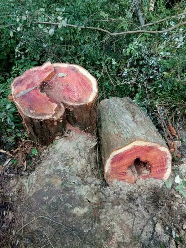 生机盎然的大树成冷冰冰的木头萍乡刑警逮住一伙盗伐红豆杉的光头强