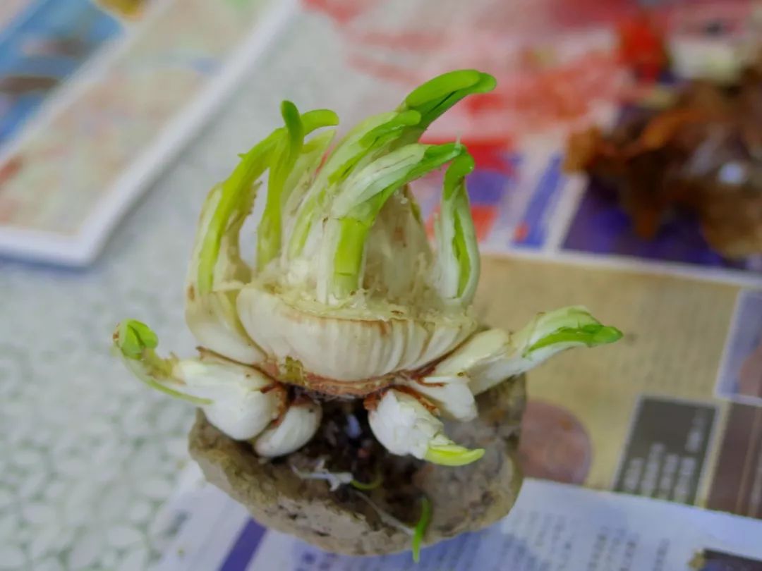 水仙花雕刻活动花絮期待新年满屋清香