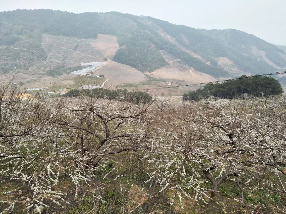 在八步区贺街镇三华李基地李花怒放一树白火烧叶林红霞落