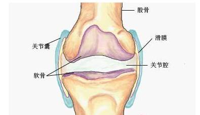 原来膝关节滑膜炎是这么回事!你不得不知道的知识!