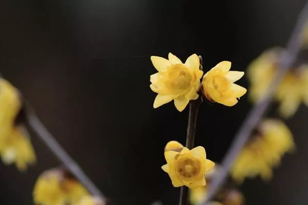 踏雪寻梅冬季里腊梅放满园溢清香的中原赏梅胜地全在这了