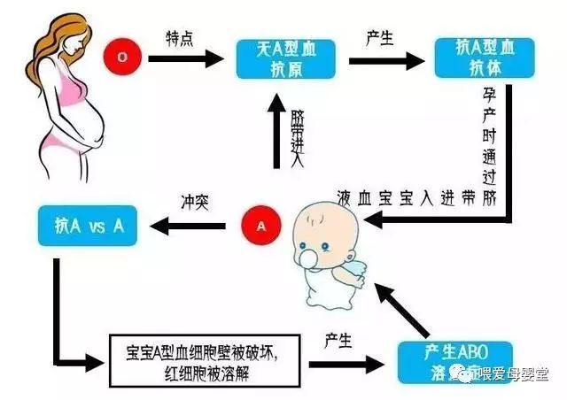 a型,宝宝患溶血症原理是这样的孕知妈特地画了一幅新生儿溶血症示意图