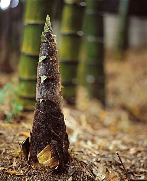 竹子用了4年的时间 仅仅长了3cm 以每天30cm的速度疯狂地生长