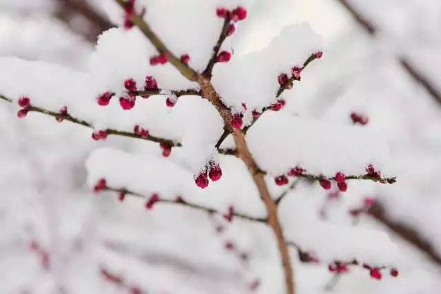 发朋友圈专用:下雪天的绝美诗词(收藏)