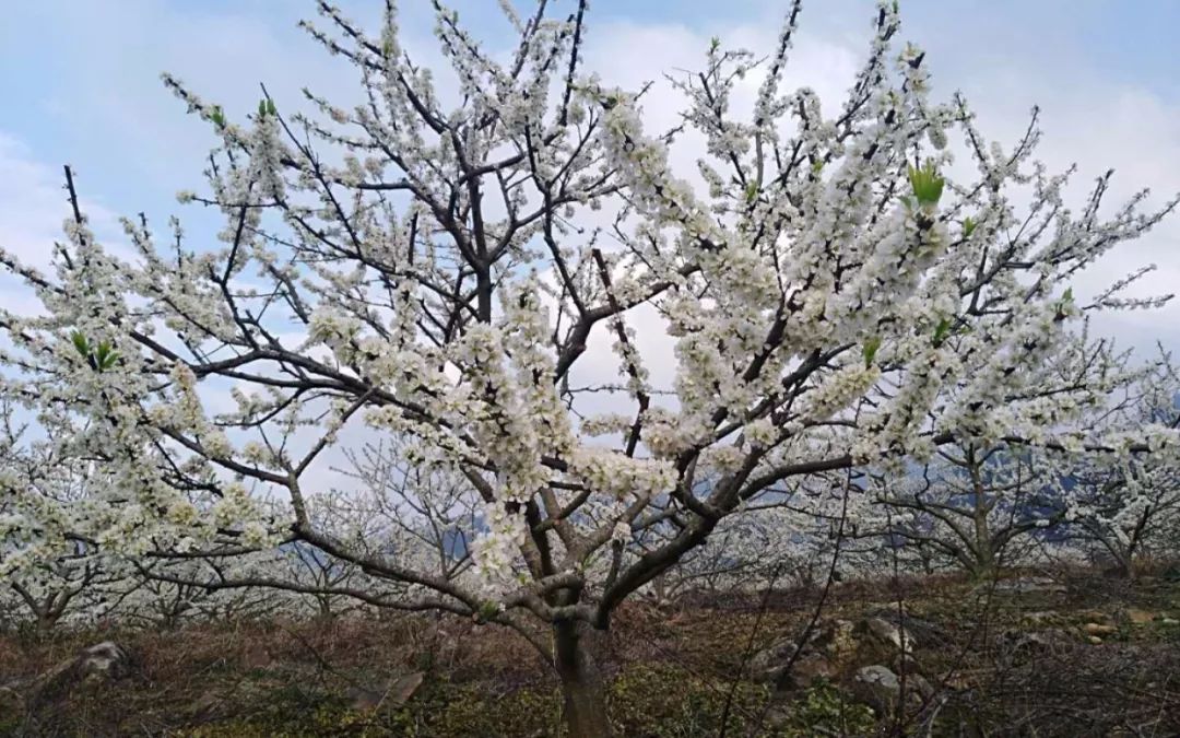 行走于李花之间,忘却城市的烦嚣各种李花千娇百媚惹人怜大只李,珍珠李