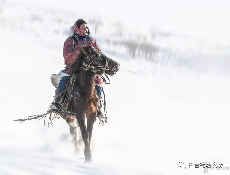 冰雪骑士