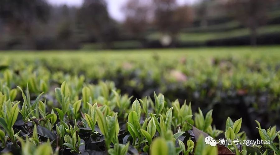 春节开采,元宵发货,早茶之乡高山雀舌全芽头,春天的第一杯优质绿茶