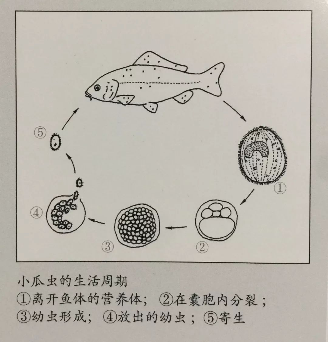 带你了解小瓜虫