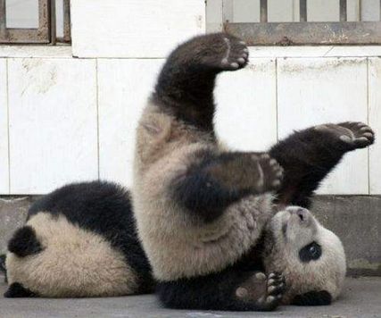 熊猫猩猩胳膊写字猜成语_咒术回战熊猫猩猩(2)