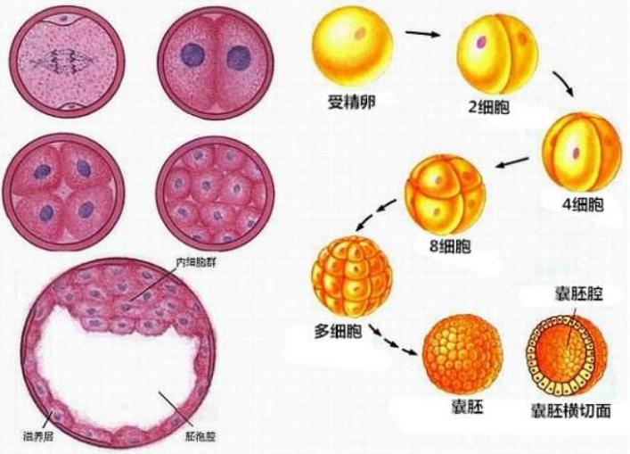 胚胎移植中胚胎来源都有哪些?