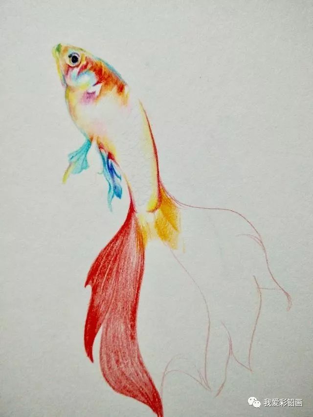 彩铅手绘金鱼图片