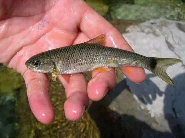 属鲤科,高山冷水鱼,冲劲十足是很多溪流爱好者最喜欢的鱼种