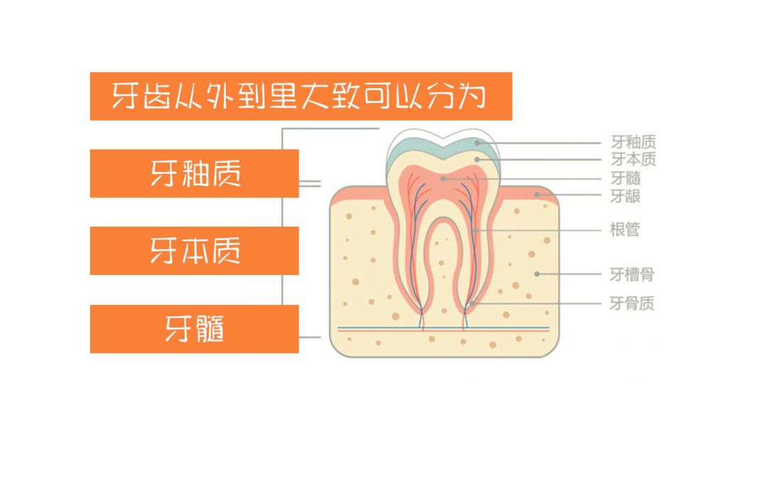 牙本质是 黄色的