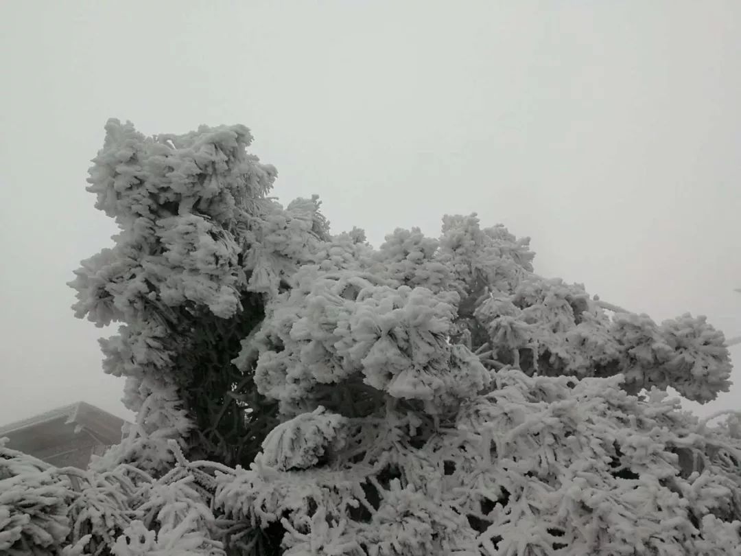 1月28日凝冻持续:小高山雪景最亮眼 凯里北部草原变成滑雪场