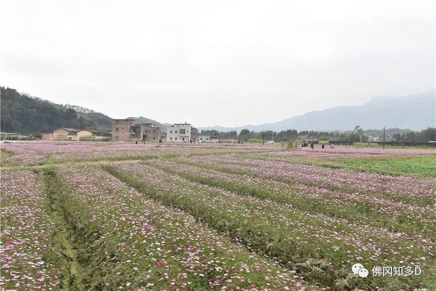 佛冈龙南人口_佛冈石角科目二考场图