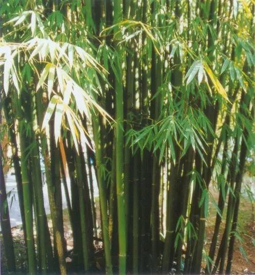 慈竹慈竹,(学名:neosinocalamus affinis)禾本科,主干高5-10米,顶端