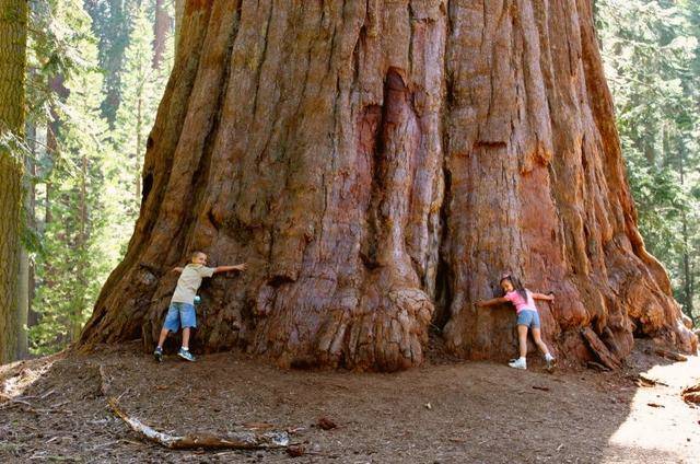 世界上最大的树,以将军名字命名,也被称为"世界爷"