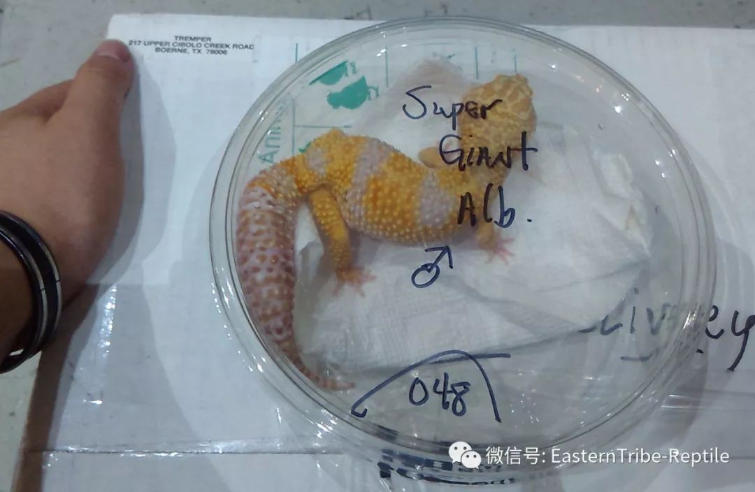 东邪图鉴eublepharis斑睑虎属豹纹守宫leopardgecko的全家福