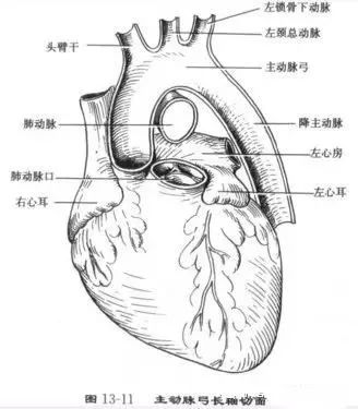 胸骨旁左室长轴切面 解剖图 解剖图  胸骨旁主动脉根部短轴切面 解剖