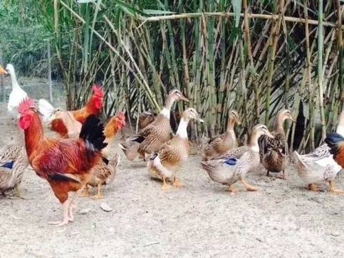 看到这么一群活泼可爱的土鸡土鸭, 你的第一感想是什么呢?
