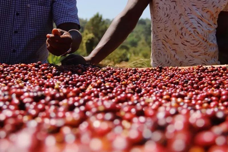 天津活动|埃塞俄比亚咖啡之旅分享会 x 莫一咖啡