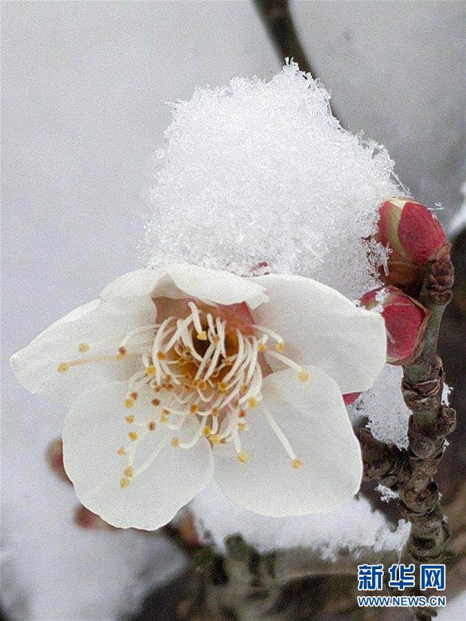 雪中梅