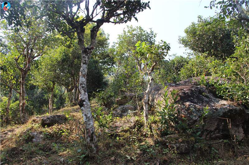 勐宋村是哈尼族聚居的边境村寨,海拔1500-1800米,降雨适中,森林覆盖