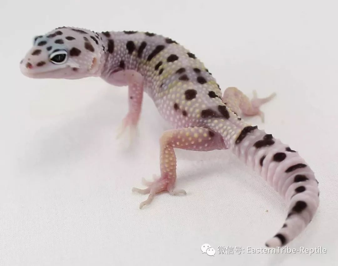 东邪图鉴eublepharis斑睑虎属豹纹守宫leopardgecko的全家福