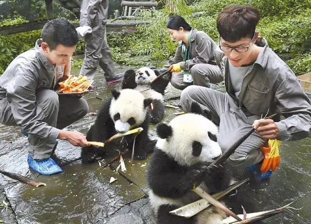 志愿者替大熊猫准备食物,喂食