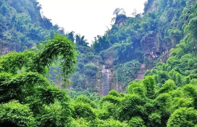 沐川竹海也叫川西竹海,位于沐川县城东南方,绵延起伏的山峦河谷间有