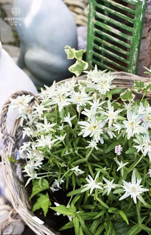 雪绒花:花序毛茸常火热,植株灰暗却风流