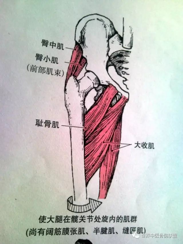 髋关节及相关肌群功能障碍的肌动学评定和干预