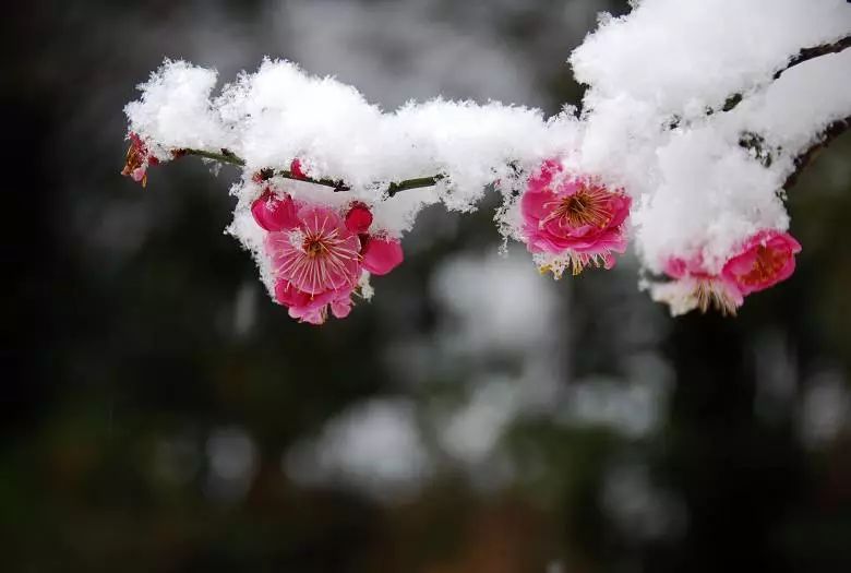 雪中梅