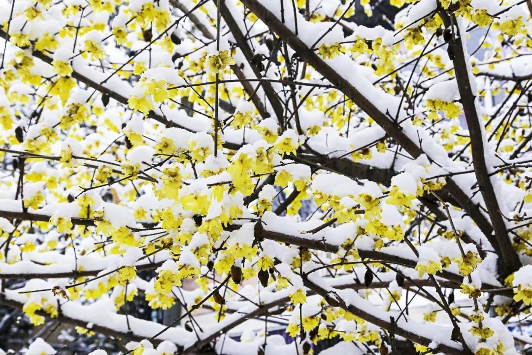 晚来天欲雪能饮一杯无