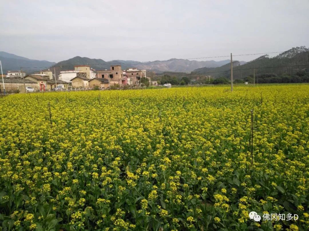 快来佛冈这片油菜花海已盛开正等你来